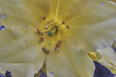 Rhododendron laetum, photograph (c) Shawn O'Donnell, some rights reserved (CC BY)
