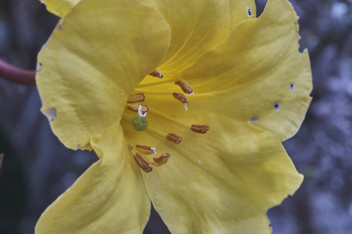 Rhododendron laetum, photograph 1