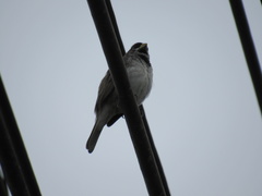 Sporophila caerulescens