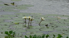 Nymphaea ampla