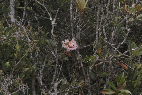 Rhododendron asperum