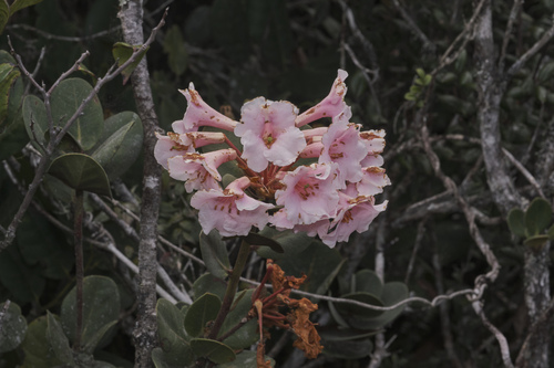 Rhododendron asperum, photograph 2