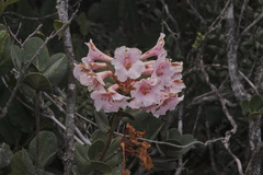 Rhododendron asperum, photograph Shawn O'Donnell, CC BY, iNaturalist via GBIF