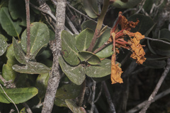 Rhododendron asperum, photograph Shawn O'Donnell, CC BY, iNaturalist via GBIF