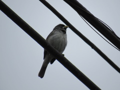 Sporophila caerulescens
