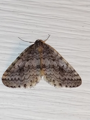 Operophtera occidentalis