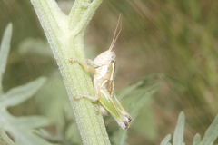 Phaedrotettix violai