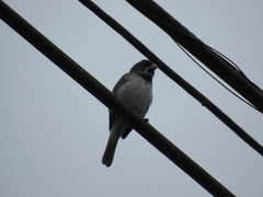 Sporophila caerulescens