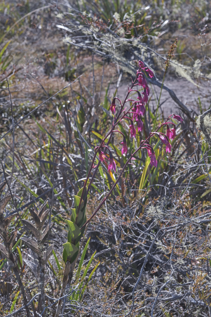 Dendrobium latipetalum