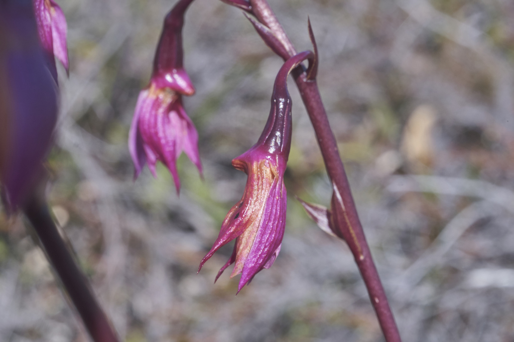 Dendrobium latipetalum (J.J.Sm.) Schuit. 3