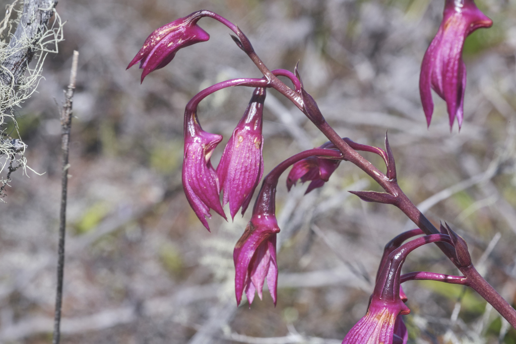 Dendrobium latipetalum (J.J.Sm.) Schuit.