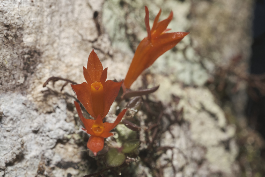 Dendrobium subacaule Reinw. ex Lindl. 3