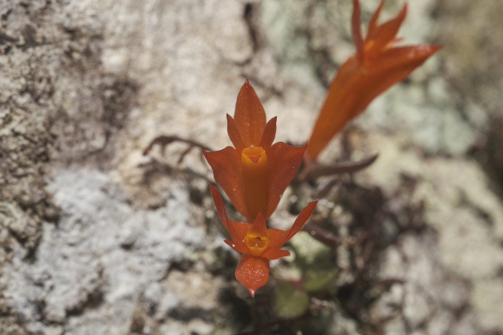 Dendrobium subacaule
