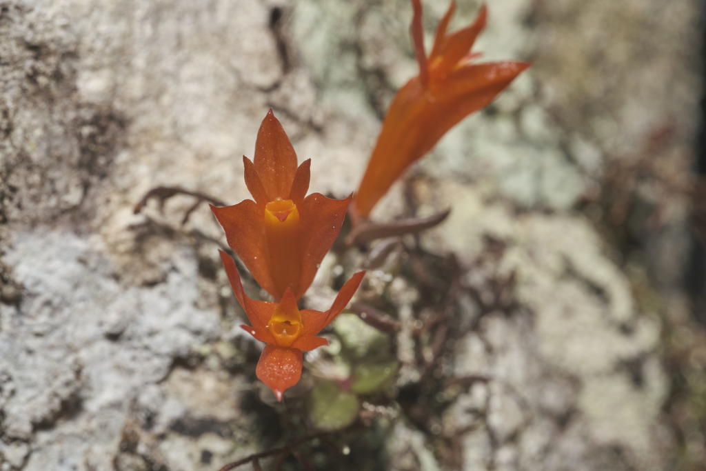 Dendrobium subacaule Reinw. ex Lindl. 4