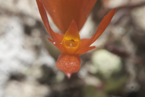 Dendrobium subacaule, photograph 4