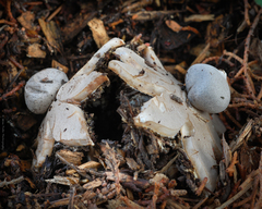 Geastrum hieronymi
