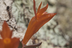 Dendrobium subacaule, photograph (c) Shawn O'Donnell, some rights reserved (CC BY)