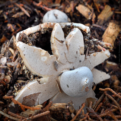 Geastrum hieronymi