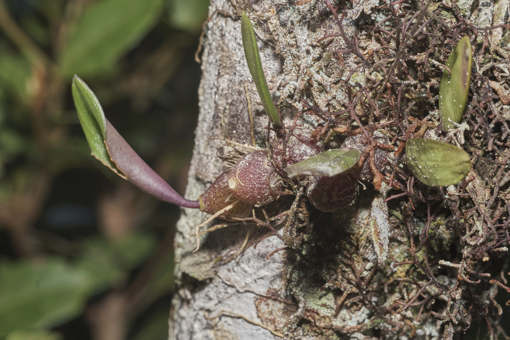 Dendrobium subacaule Reinw. ex Lindl. 2