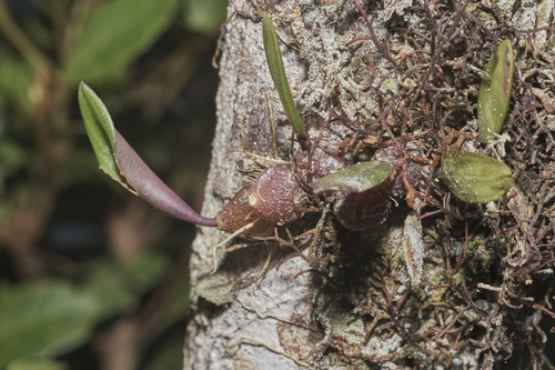 Dendrobium subacaule, photograph 1