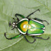 Derby's Flower Beetle - Photo (c) maritzasouthafrica, some rights reserved (CC BY-NC), uploaded by maritzasouthafrica