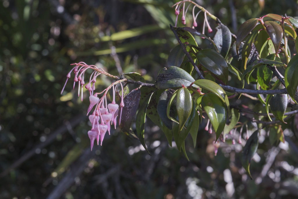 Vaccinium paradisearum