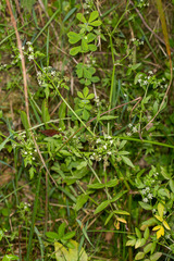 Apium nodiflorum