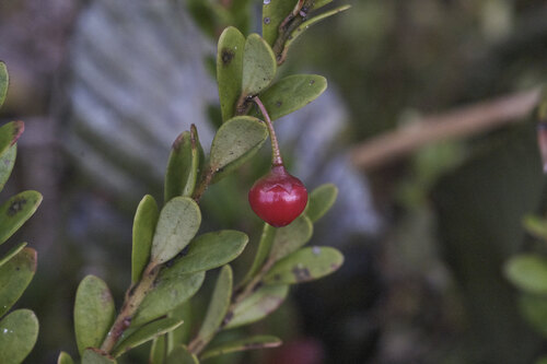 Vaccinium leptospermoides, photograph 1