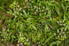 Apium nodiflorum
