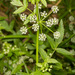 Fool's Watercress - Photo (c) Drepanostoma, some rights reserved (CC BY-NC)