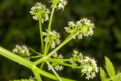 Apium nodiflorum