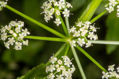 Apium nodiflorum