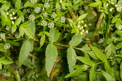 Apium nodiflorum
