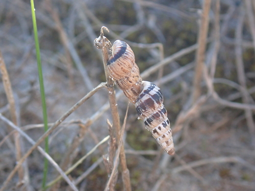 Cochlicella acuta