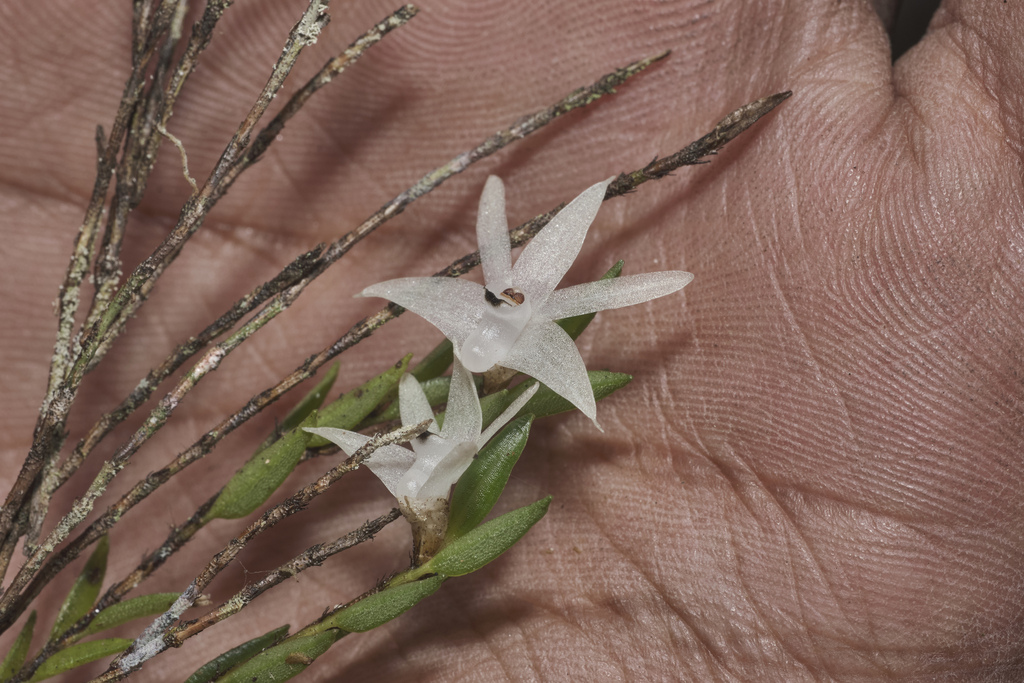 Glomera caespitosa