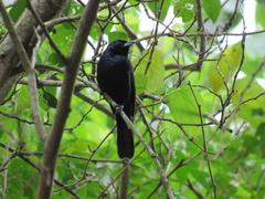 Tachyphonus coronatus