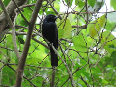 Tachyphonus coronatus