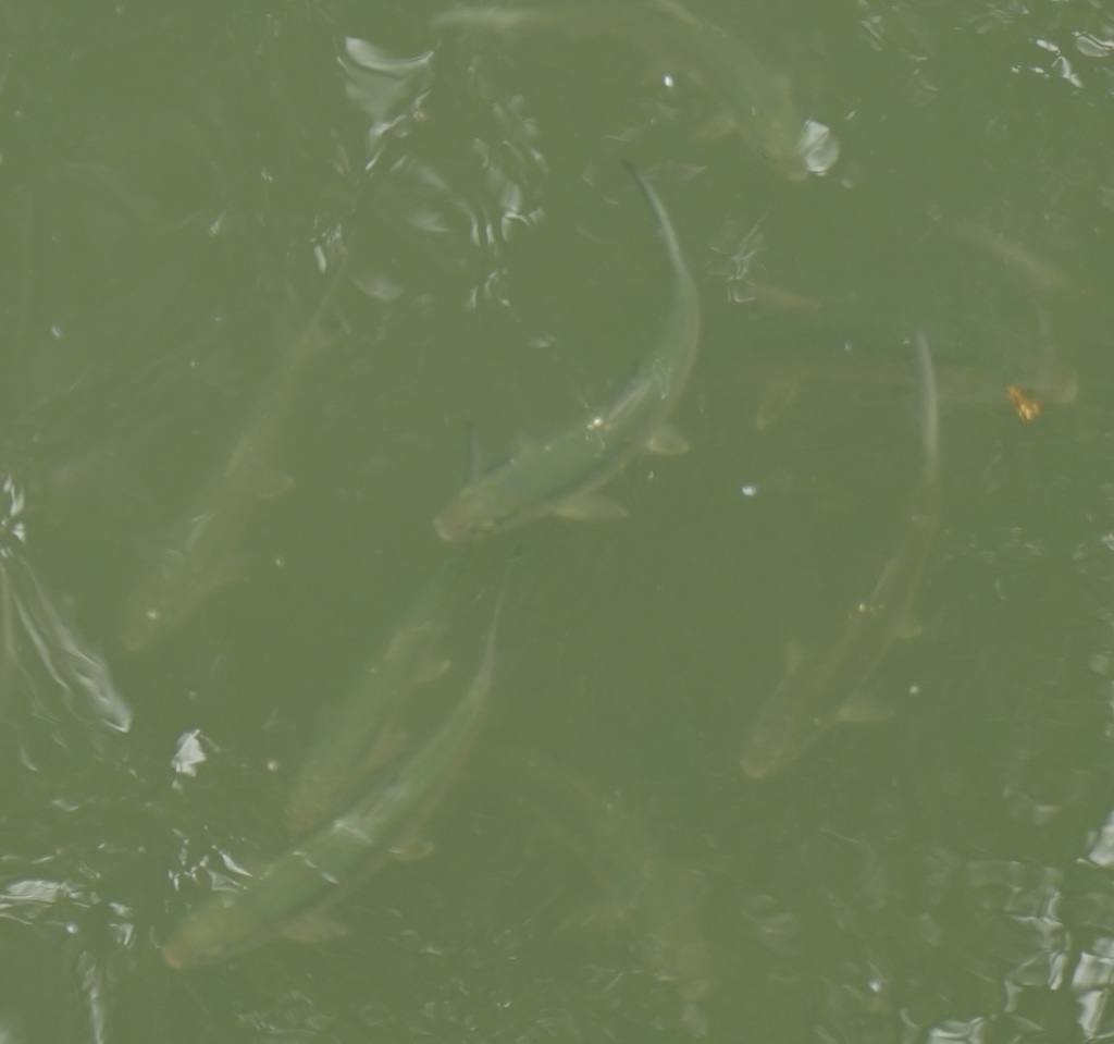Milkfish