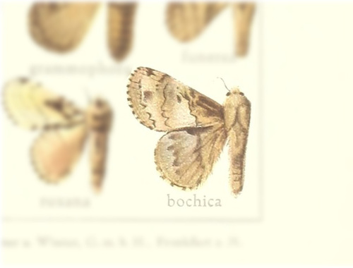 Euglyphis bochica