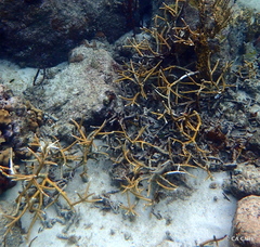 Acropora cervicornis