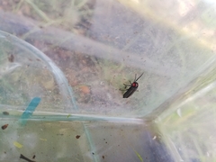 Pyractonema