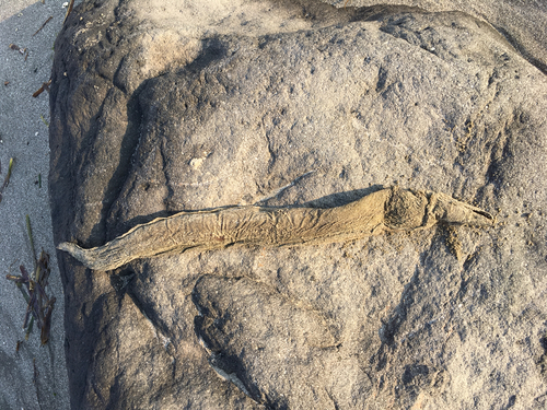 Muraenidae
