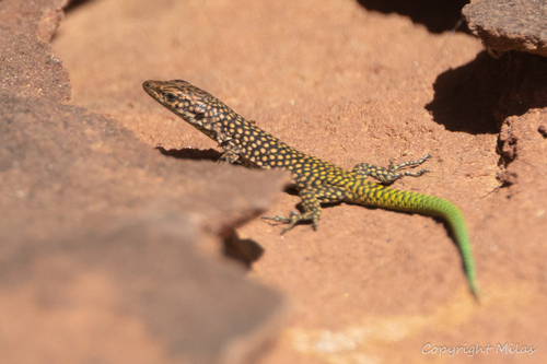 Moroccan Rock Lizard