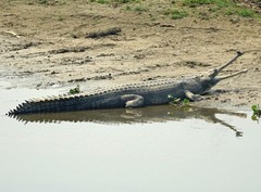 Gavialis gangeticus