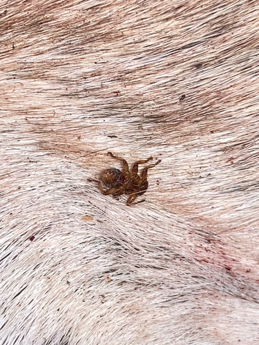 Unknown species found near Zinn Chapel Rd, Reedsville, WV, US