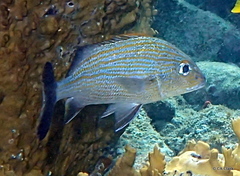 Haemulon carbonarium