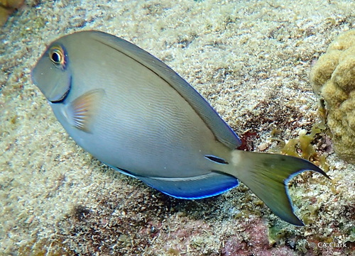 Caribbean Ocean Surgeonfish