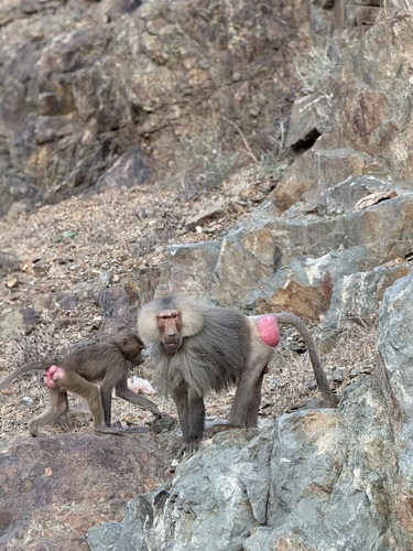 Hamadryas Baboon