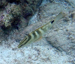 Epinephelus striatus