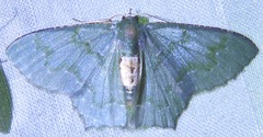 Hemithea tritonaria